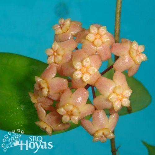 Wax Plant (Hoya neoebudica) in the Hoyas Database