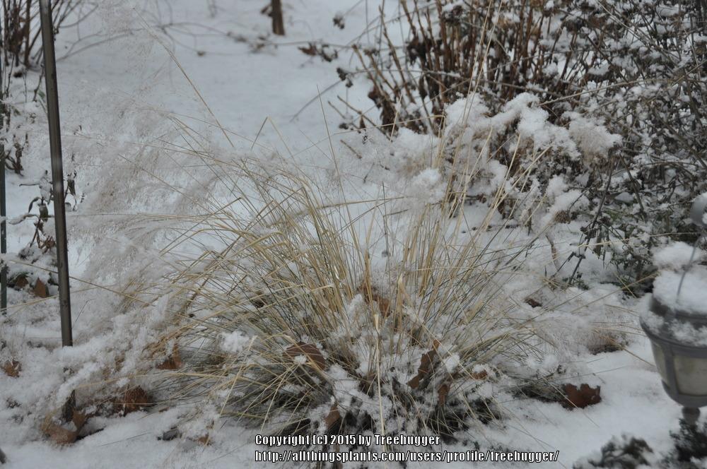 Photo of the winter interest of Pink Muhly Grass (Muhlenbergia