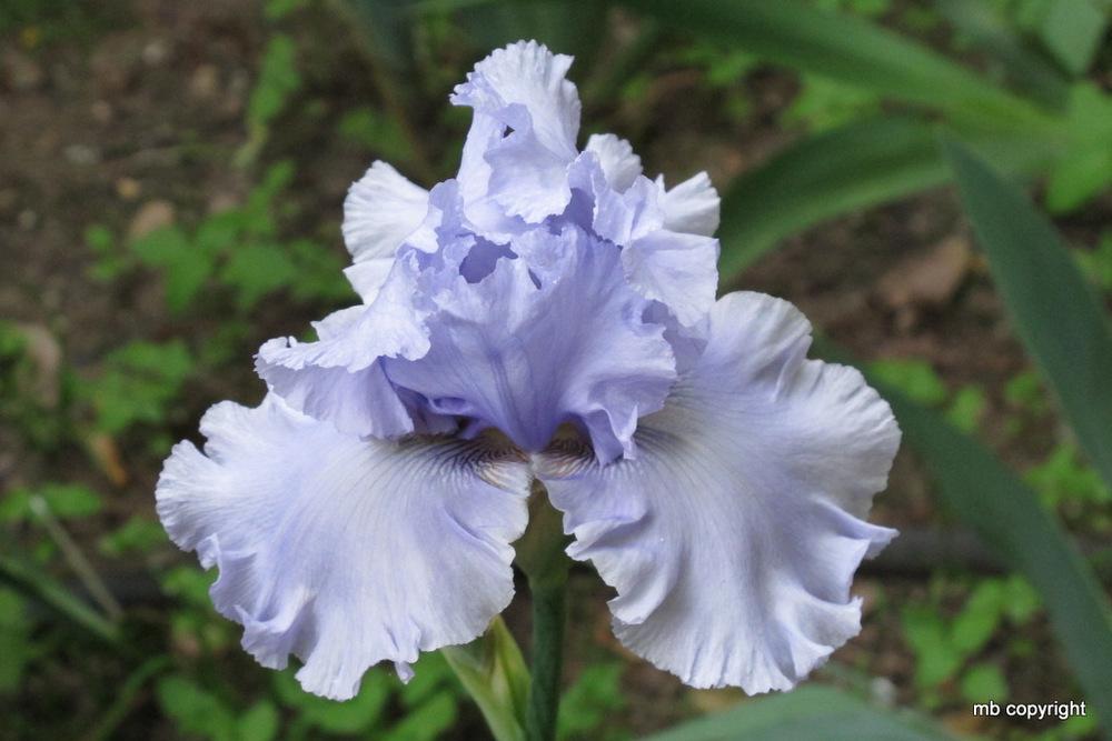 Photo of the bloom of Tall Bearded Iris (Iris 'Cafe Bleu