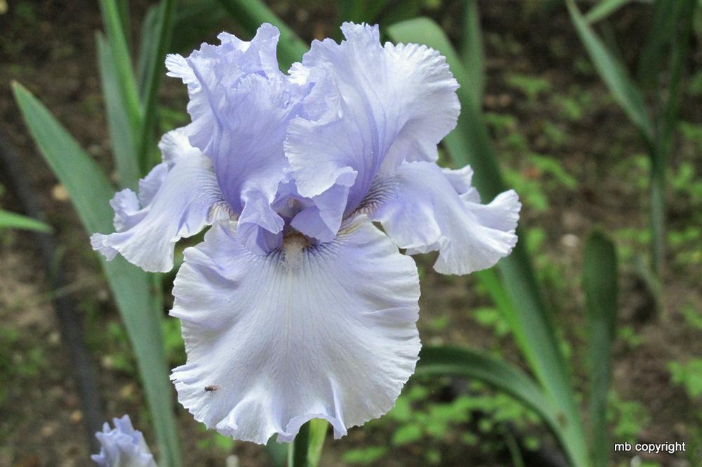 Photo of the bloom of Tall Bearded Iris (Iris 'Cafe Bleu