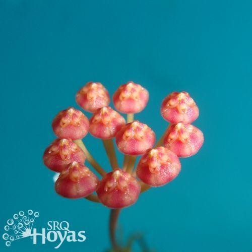 Photo of the bloom of Wax Plant (Hoya panchoi) posted by SRQHoyas