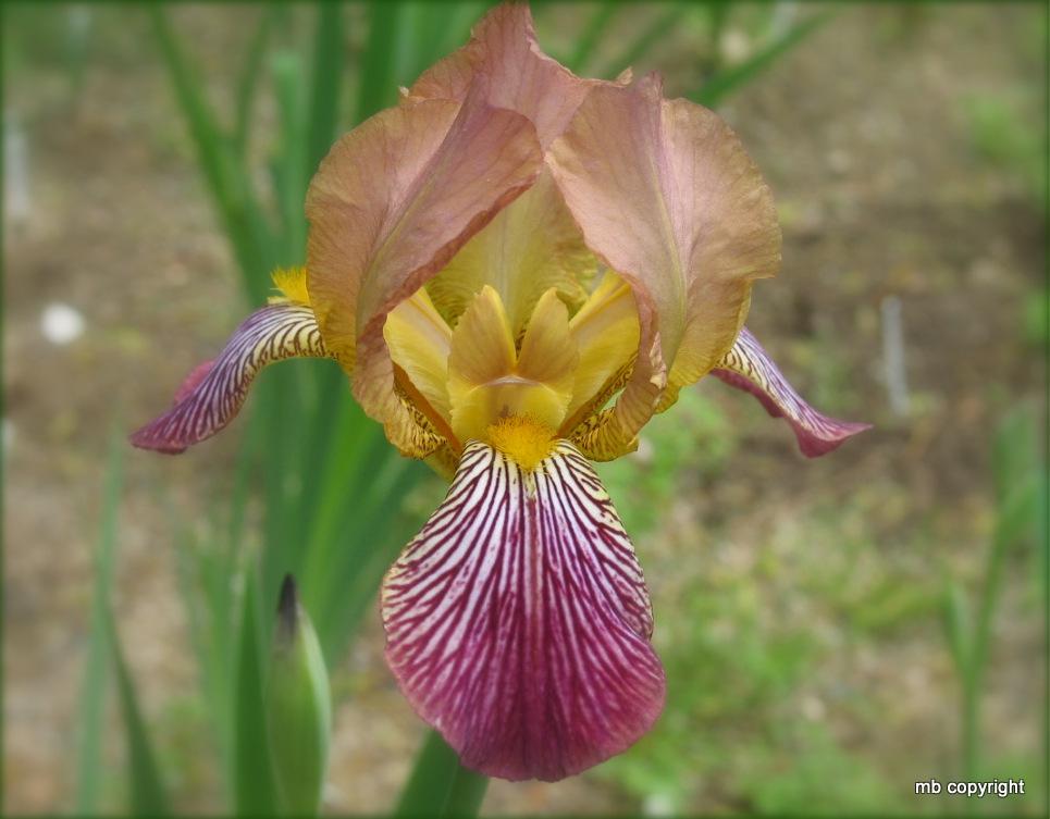 Photo of the bloom of Intermediate Bearded Iris (Iris 'Gypsy Queen
