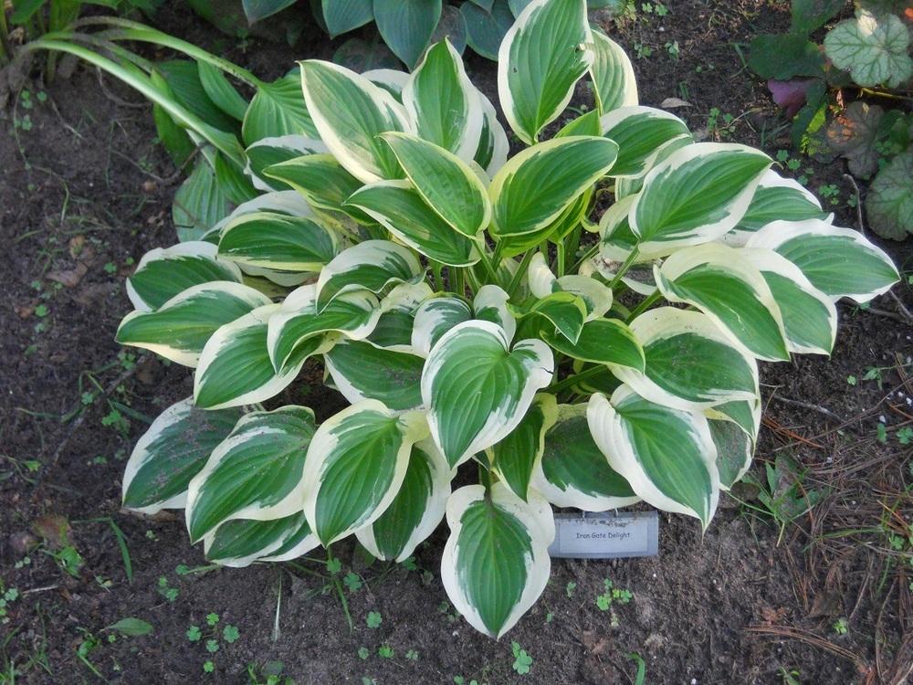 Hosta 'Iron Gate Delight' in the Hostas Database