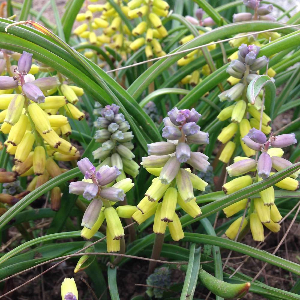 Grape Hyacinths Plant Care and Collection of Varieties