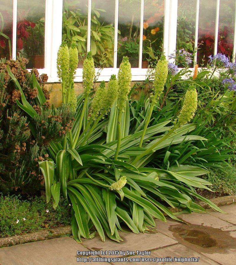Photo of the entire plant of Giant Pineapple Lily pallidiflora