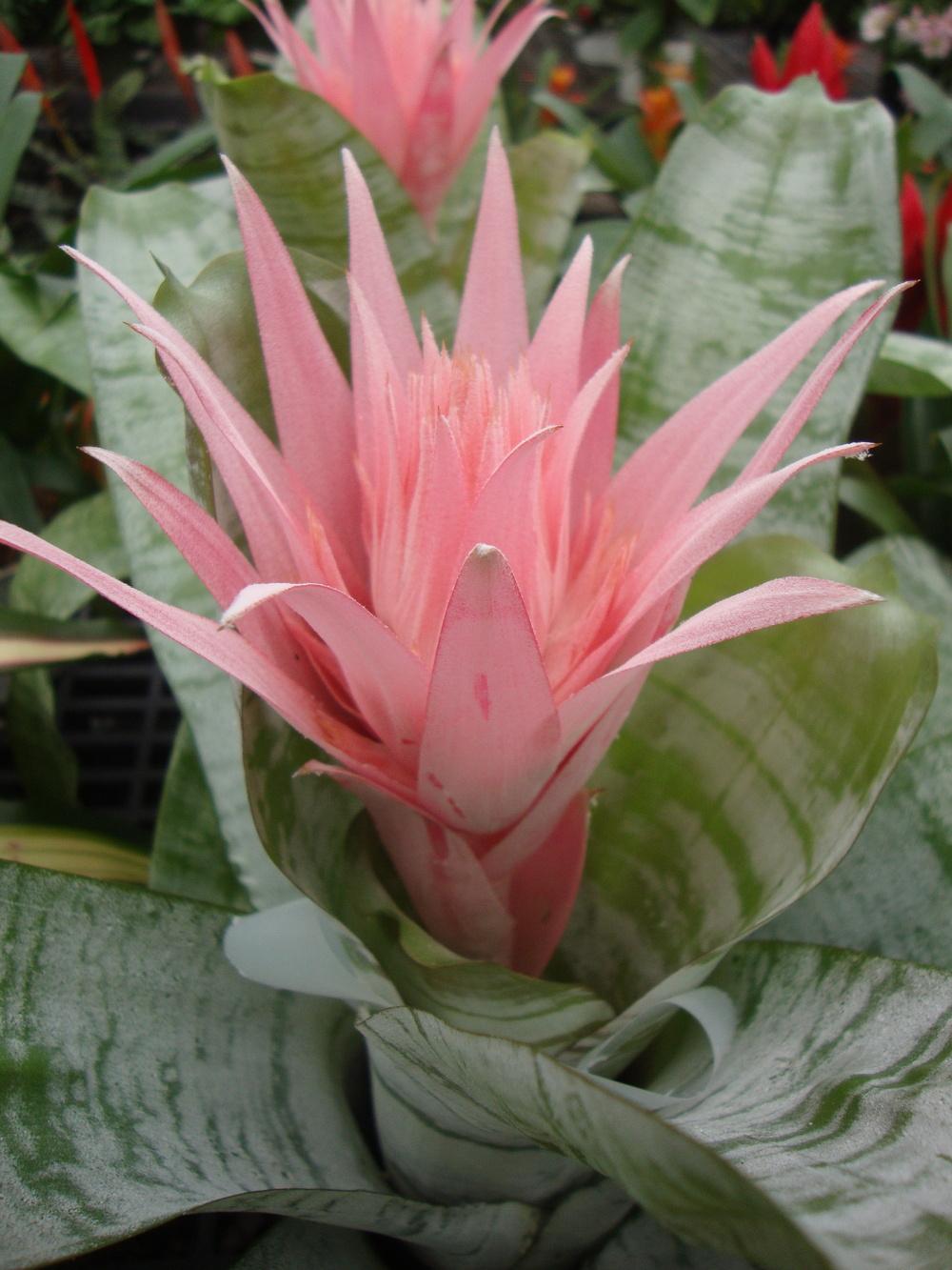 Photo of the bloom of Urn Plant (Aechmea fasciata 'Primera') posted by