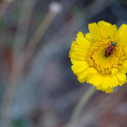 Location: Baileya radiata Trichodes ornatus
Date: 2010-02-02
Credit NPS