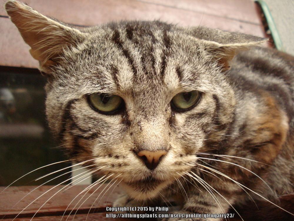 Big Feral Tom Cat. in the Gardening for Wildlife forum