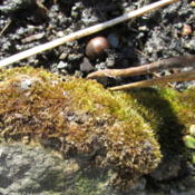 Woolly Feather Moss (Tomentypnum nitens)
Mosses
