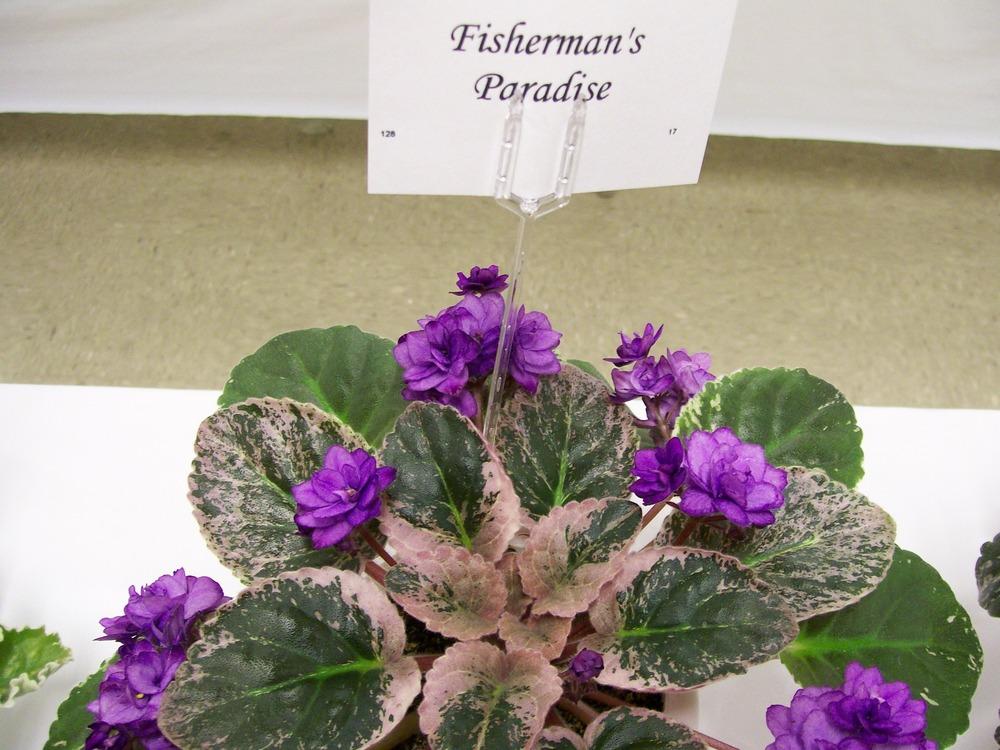 Photo of the entire plant of African Violet (Streptocarpus 'Fisherman's