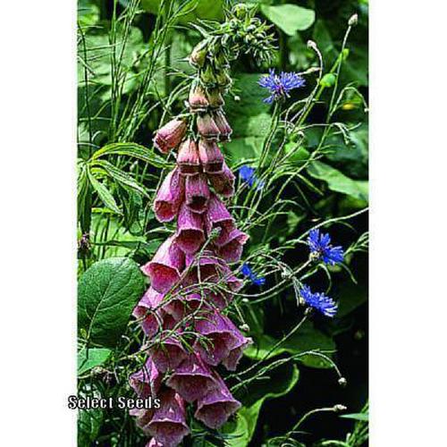 Foxglove (Digitalis x mertonensis 'Summer King') in the Foxgloves