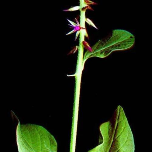 Devil's Horsewhip (Achyranthes aspera)