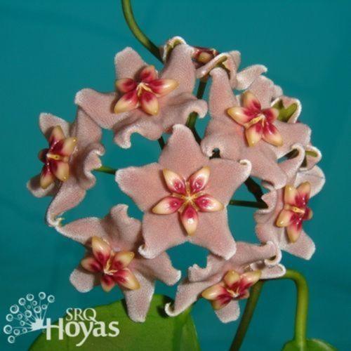 Wax Plant (Hoya vitiensis) in the Hoyas Database