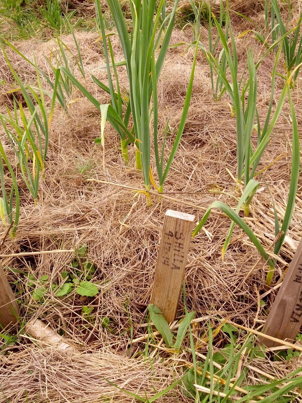 Garlic Plant Care and Collection of Varieties