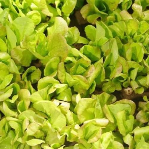 Lettuce (Lactuca sativa 'De Braun') in the Lettuces Database