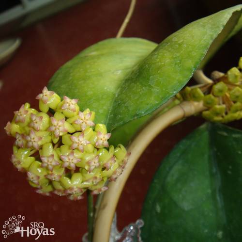 Photo of the bloom of Hoya &lsquo;Joy&rsquo; posted by SRQHoyas - Garden.org