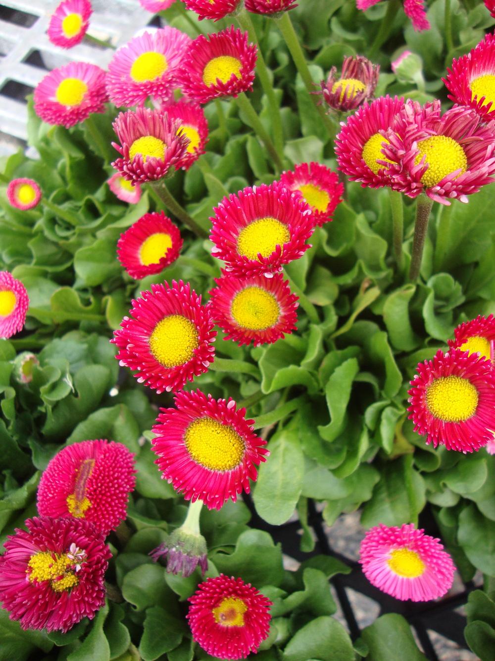 Photo of the bloom of English Daisy (Bellis perennis Red') posted by Paul2032