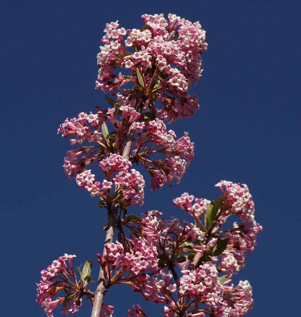 Photo of the bloom of Bodnant Viburnum (Viburnum 'Bodnantense') posted
