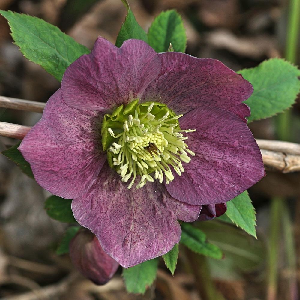 Hellebores Plant Care and Collection of Varieties