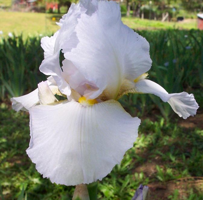 Tall Bearded Iris (Iris 'Christmas Snow') in the Irises Database