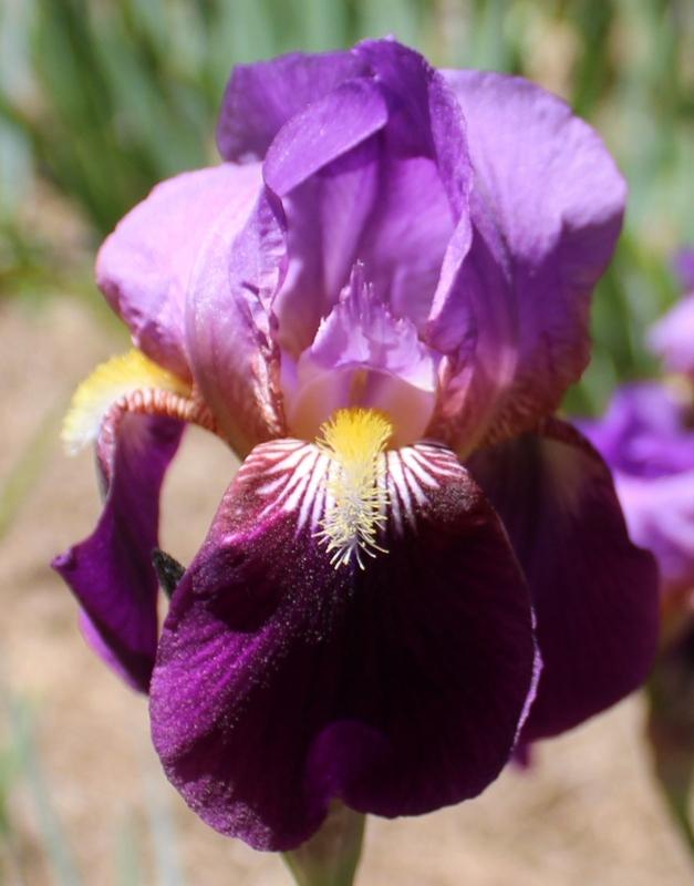 Tall Bearded Iris (Iris 'Cinnabar') in the Irises Database