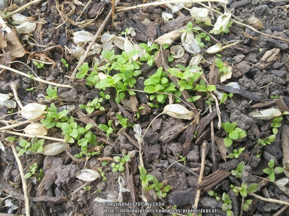 Photo of the seedling or young plant of Nemesia (Nemesia fruticans