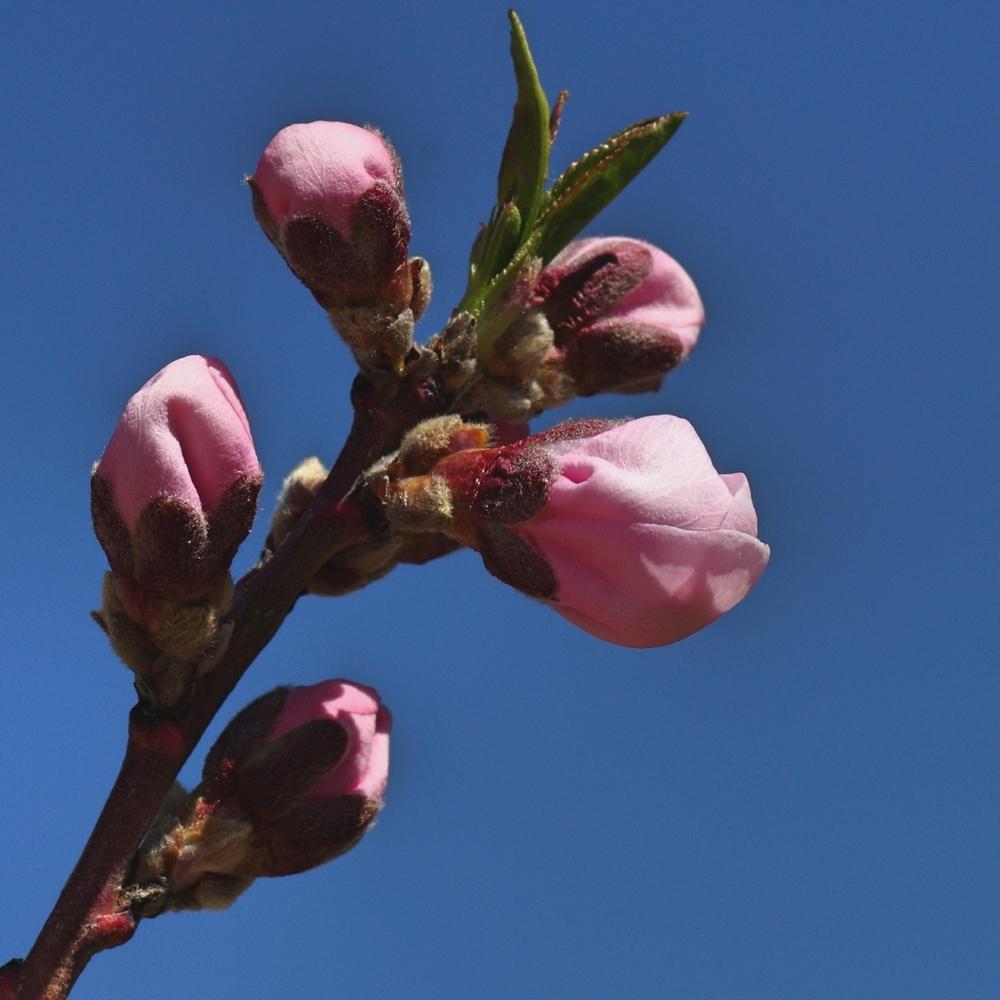 Photo of the closeup of buds, sepals and receptacles of Nectarine