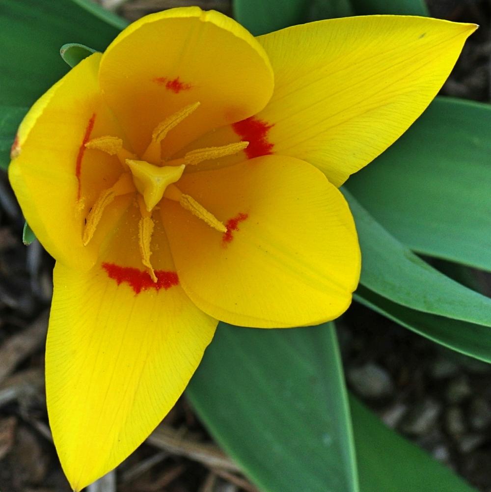 Photo of the bloom of Waterlily Tulip (Tulipa kaufmanniana 'Giuseppe