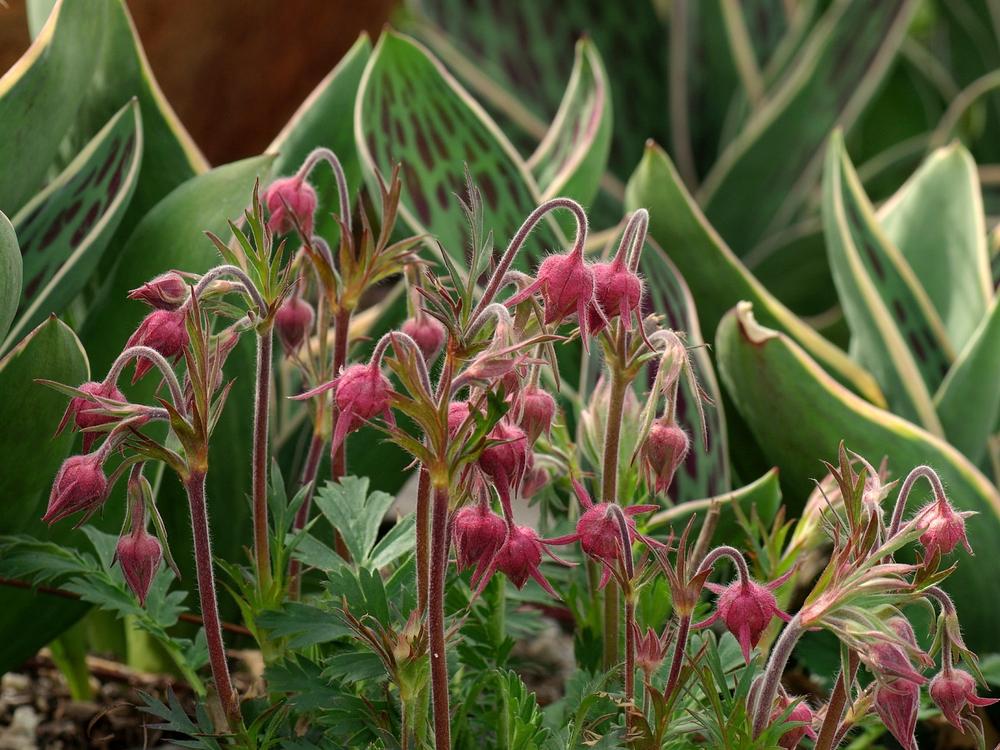 Prairie Smoke (Geum triflorum)