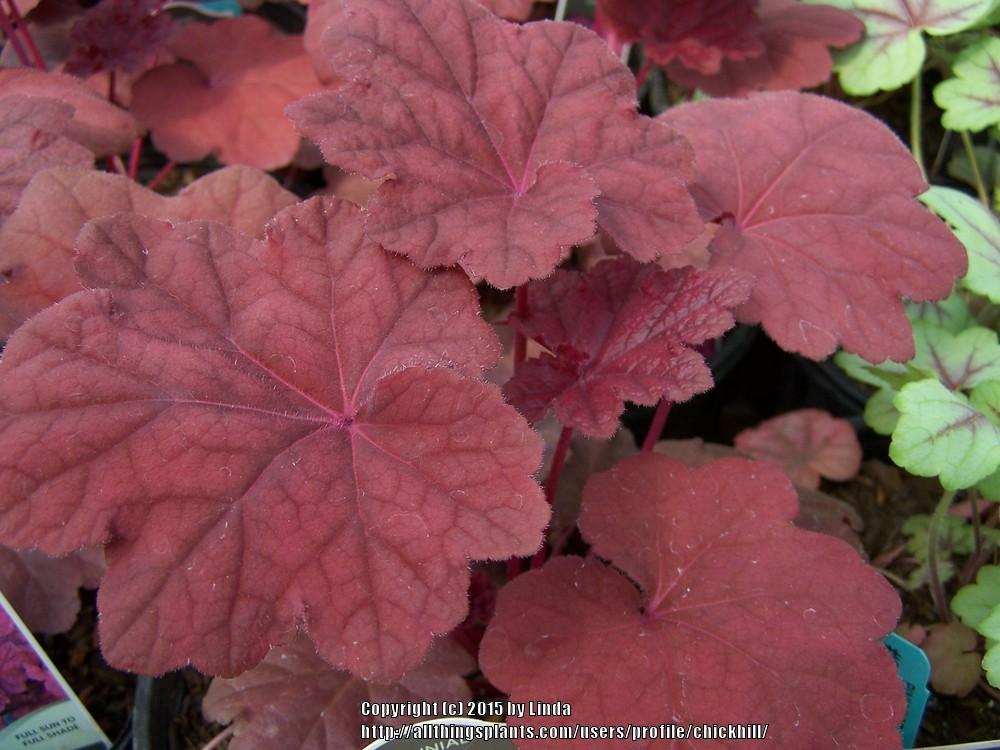 Coral Bells (Heuchera ‘Lava Lamp’) in the Coral Bells Database - Garden.org