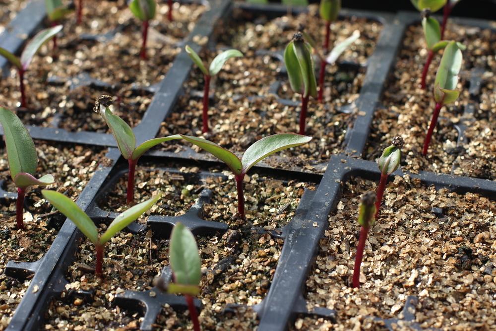 Photo of the seedling or young plant of Malabar Spinach (Basella alba