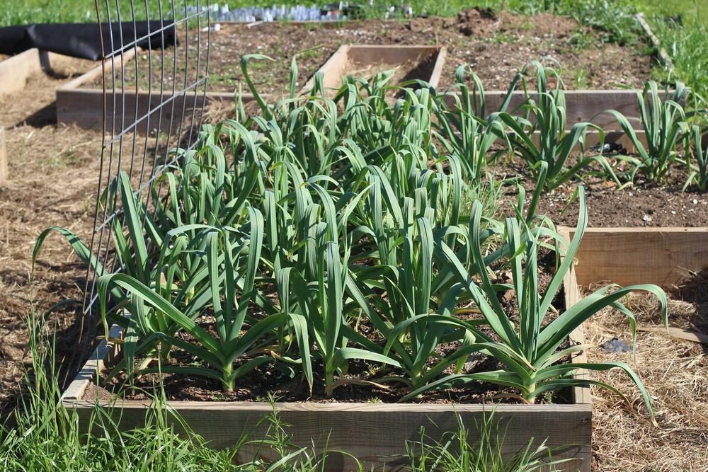 Garlic Plant Care and Collection of Varieties