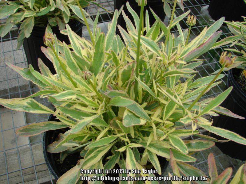 Photo of the leaves of Variegated Tickseed (Coreopsis 'Tequila Sunrise