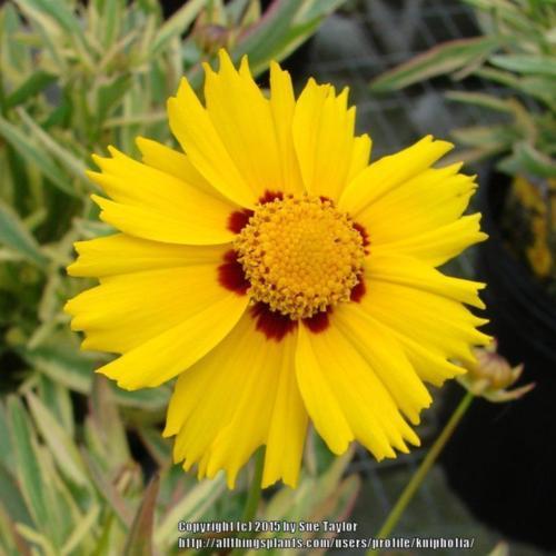 Variegated Tickseed (Coreopsis 'Tequila Sunrise') in the Tickseeds