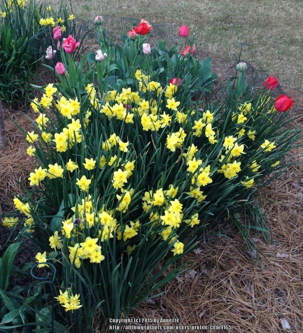 SplitCupped Collar Daffodil (Narcissus 'Tripartite') in the Daffodils