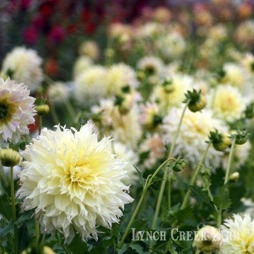 Photo of the entire plant of Dahlia 'Citron du Cap' posted by Joy
