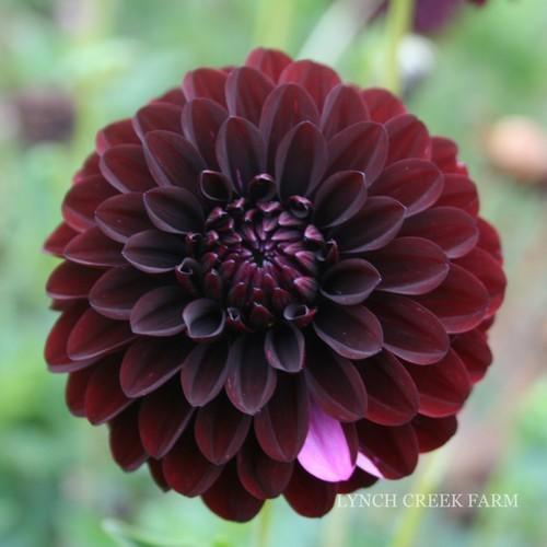 Photo of the bloom of Dahlia &lsquo;Fidalgo Blacky&rsquo; posted by Joy - Garden.org