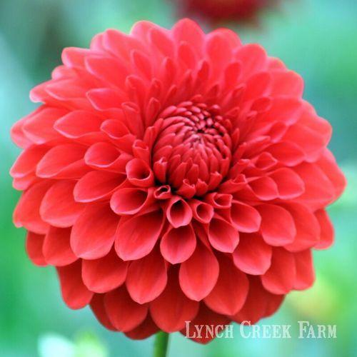 Photo of the bloom of Dahlia ‘Audrey Grace’ posted by Joy - Garden.org