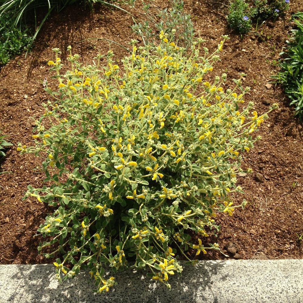 Photo of the entire plant of Jerusalem Sage (Phlomis lanata) posted by