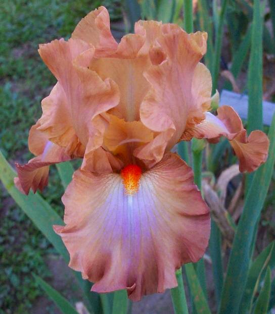 Photo of the bloom of Tall Bearded Iris (Iris 'Dodge City') posted by