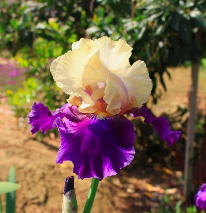 Tall Bearded Iris (Iris 'Boysenberry Buttercup') in the Irises Database