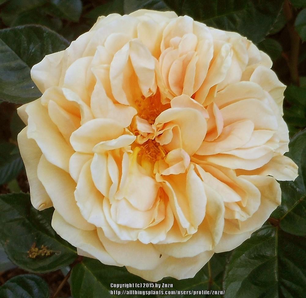 Rose (Rosa 'Sweet Jane') in the Roses Database - Garden.org