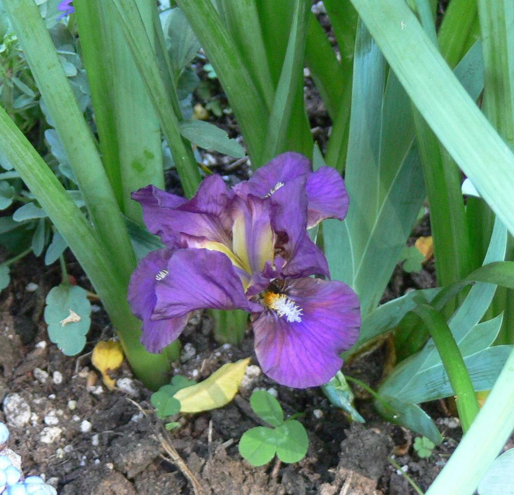 Miniature Dwarf Bearded Iris (Iris 'Ruby Elf') in the Irises Database ...
