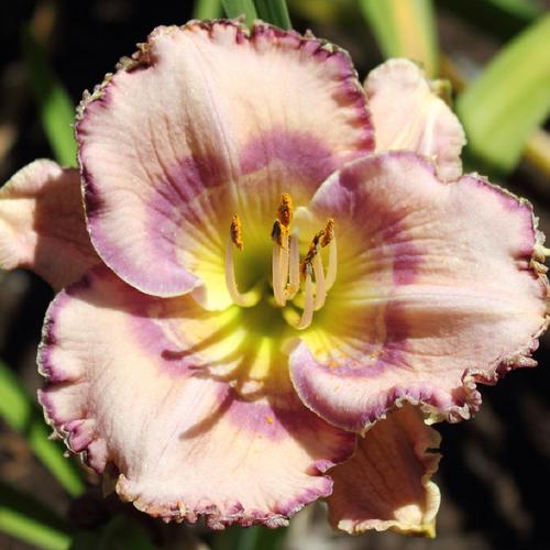 Daylily (Hemerocallis 'Ruffles Have Ripples') in the Daylilies Database ...