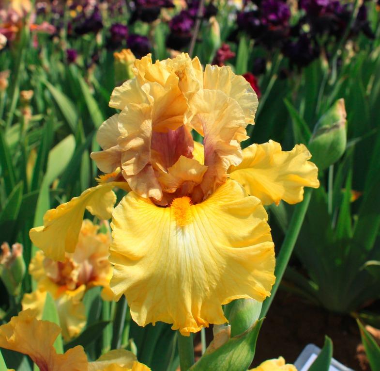 Tall Bearded Iris (Iris 'Golden Legacy') in the Irises Database