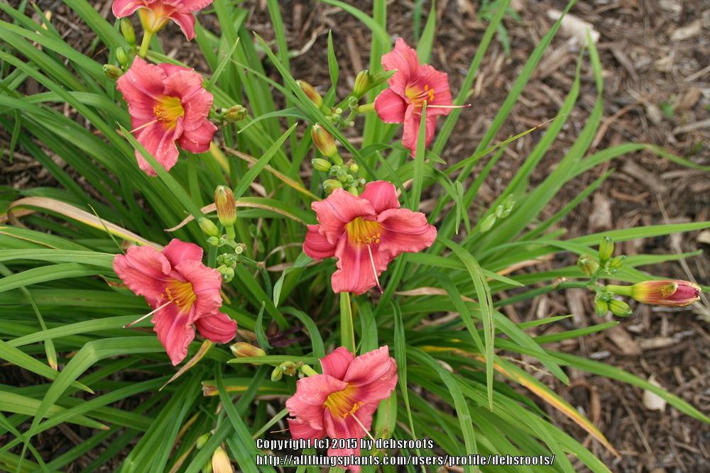 Photo of the entire plant of Daylily (Hemerocallis 'Rosy Returns ...