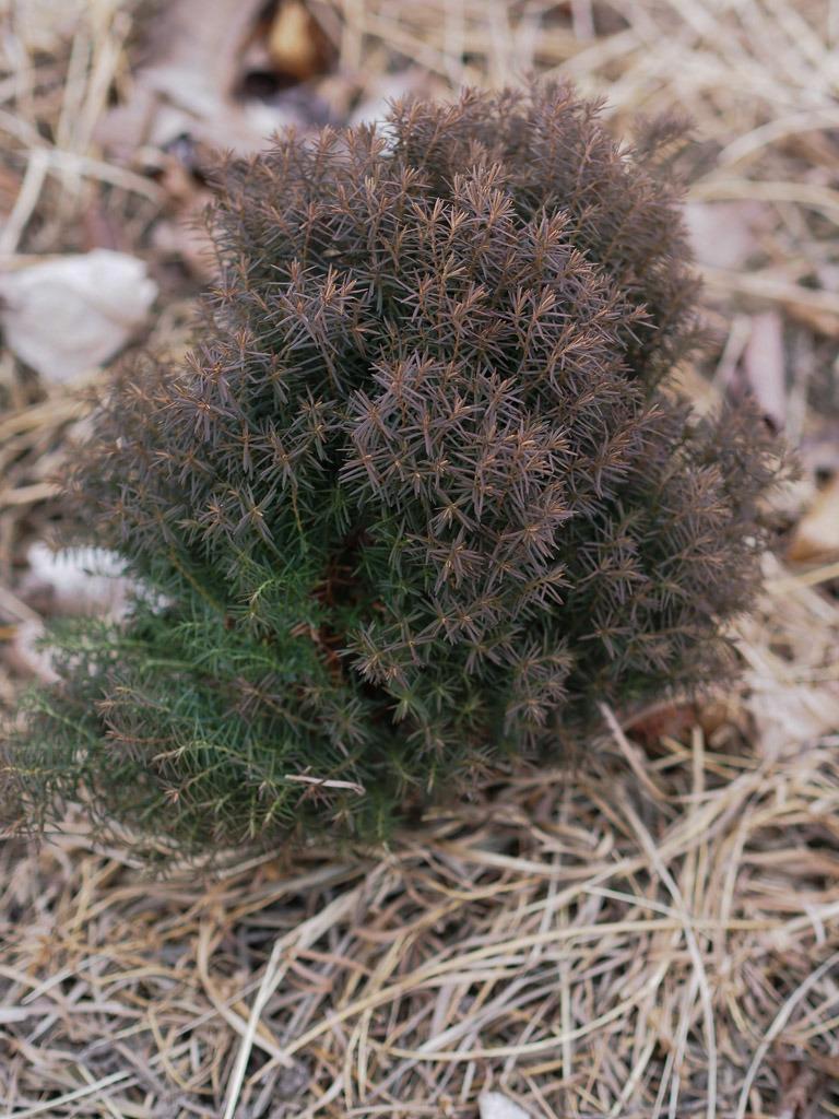 Arborvitaes Plant Care and Collection of Varieties