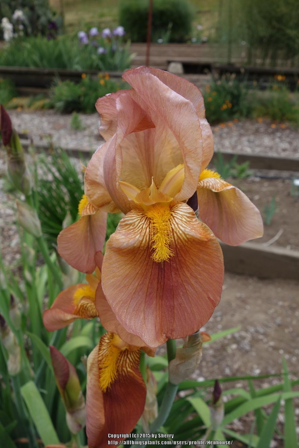 Photo of the bloom of Tall Bearded Iris (Iris 'Prairie Sunset') posted