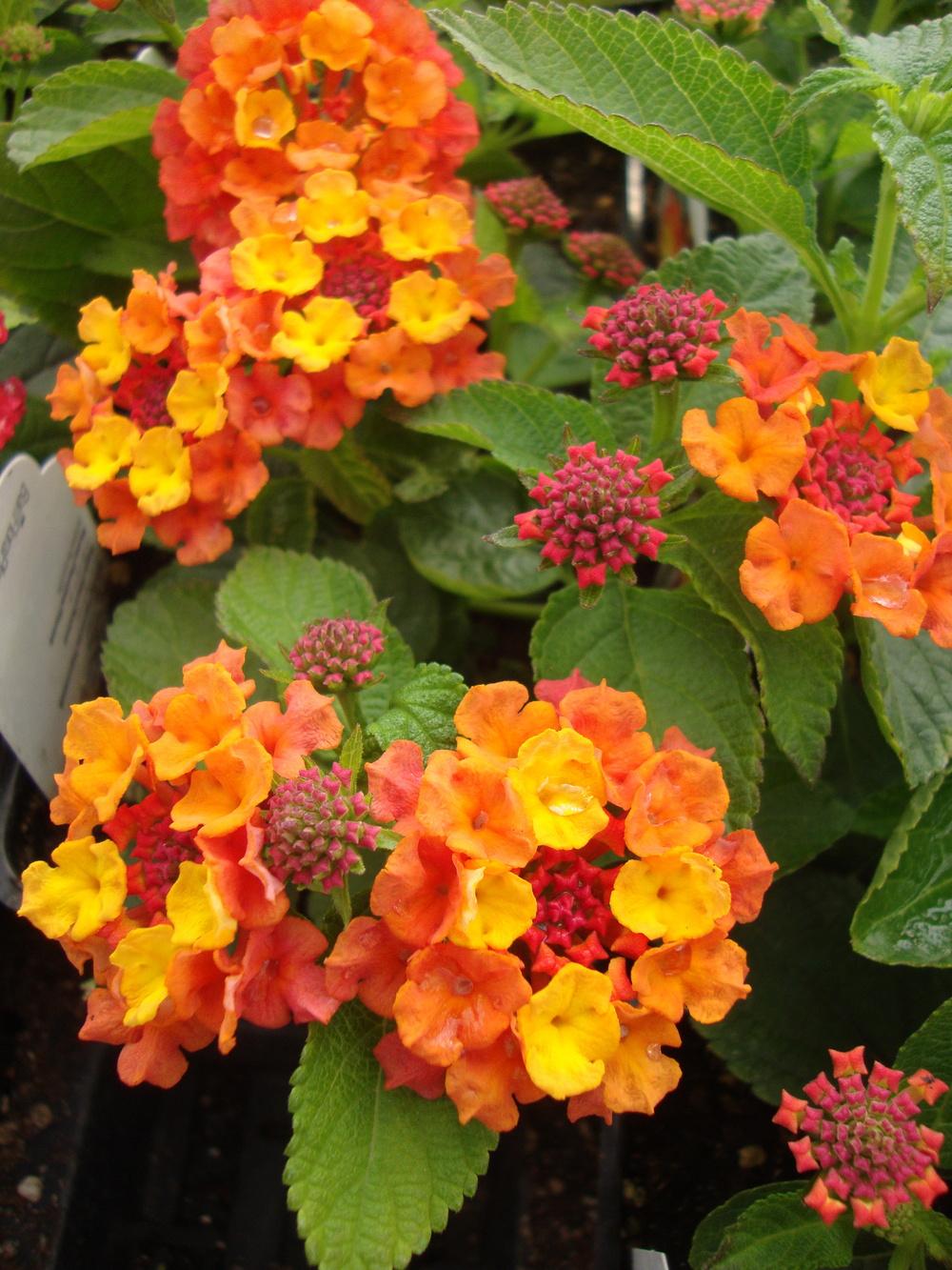 Photo of the bloom of Lantana (Lantana camara Bandito™ Orange Sunrise