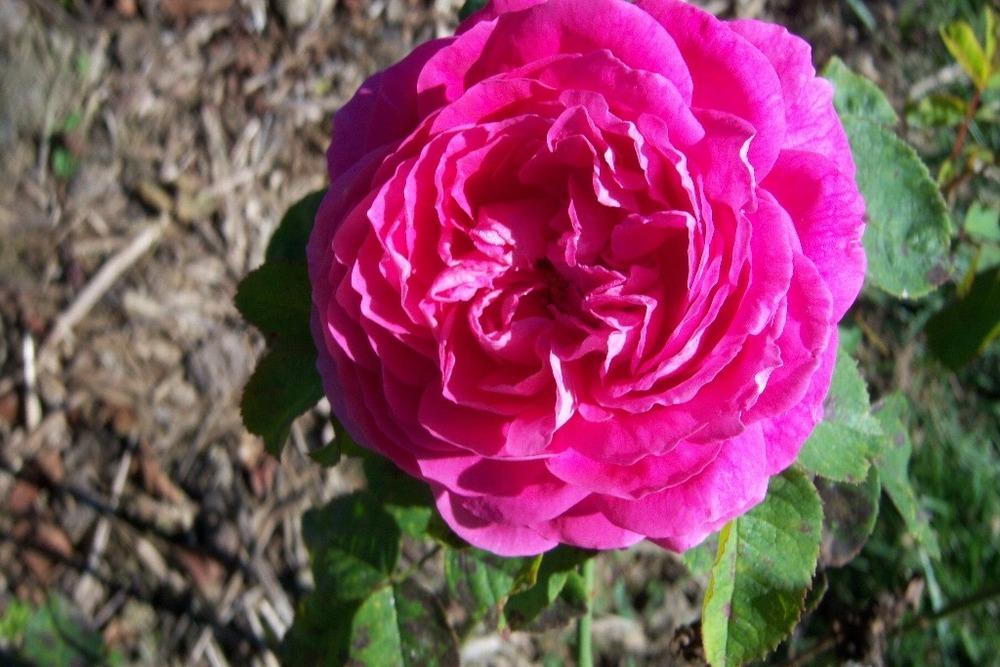 Archduke Roses Rose (Rosa 'Archiduchesse Elizabeth d'Autriche') in the Roses Database ...